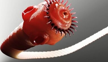 είδη παρασίτων στο ανθρώπινο σώμα