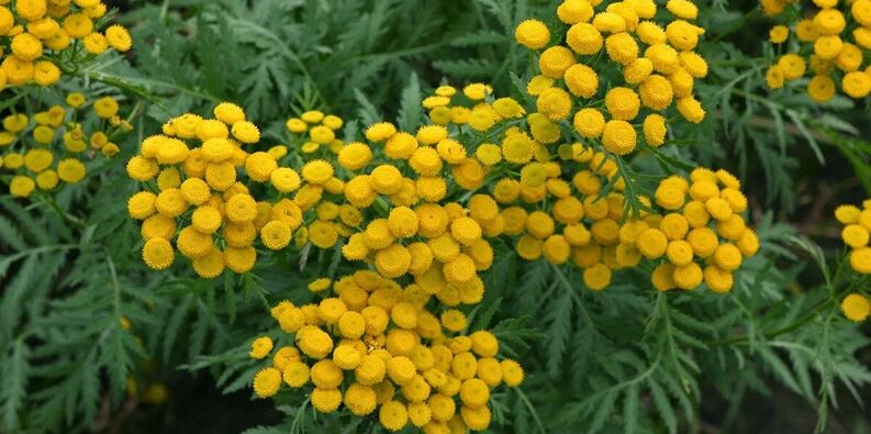 tansy για την απομάκρυνση των παρασίτων από το σώμα